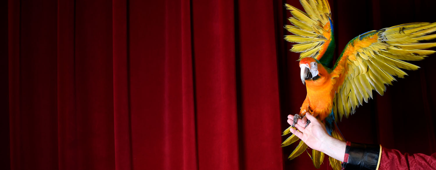 Macaw